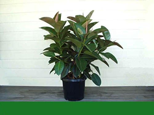 10 Ficus Elastica “Decora” (Indian Rubber Tree) Seeds