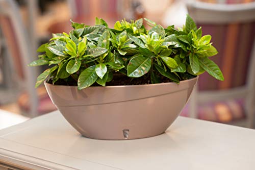 Santino Self Watering Planter Calipso Oval Shape L 13.5 Inch X H 5.1 Inch White/White Indoor Flower Pot For All House Plants, Flowers, Orchids #TOP6