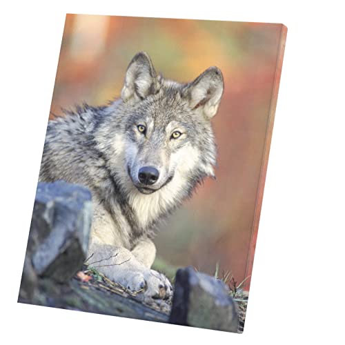 Affiche loup prédateur pour salon moderne et déco nature sauvage
