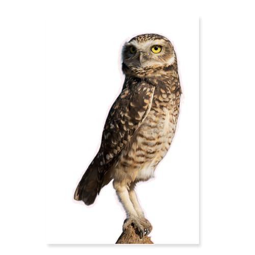 Large Realistic Owl Window Treatments, Removable Vinyl Treatments, Living Room, Bedroom, Bathroom Window Treatments