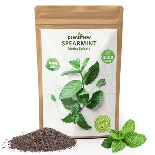 PLANTMEW Mint Seeds for Planting - 3500 Spearmint Seeds Non-GMO & Heirloom Perennial Herb Seeds for Indoor/Outdoor Herb Garden Tea Cocktails (1 Pack)