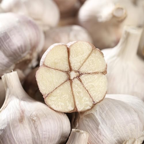semillas de ajo-plantar ajo,semillas de de interior,resistentes resistentes en maceta 450pcs