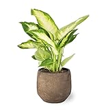 Planta Natural Dieffenbachia de Interior en Maceta Ø13 cm Altura 40 cm Decoración Hogar o Regalo Fácil Cultivo