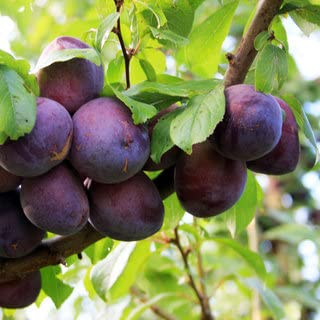 Mphmi Dwarf Rare Hybrid" ALOO BUKHARA" Plum Tropical Fruit Plant (Live) - 1 Plant (B096WB7PT2) Amazon Price History, Amazon Price Tracker