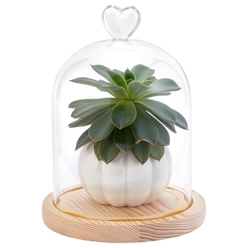 WADORN Cloche en verre transparent de 20 x 14 cm avec poignée supérieure en forme de cœur et base en bois beige pour objets de collection antiques, spécimens, plantes, décoration de table de Noël