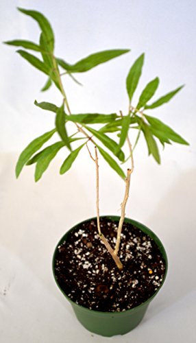 9Greenbox - Goji Berry - 4'' Pot #TOP1