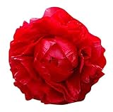 First Out - Early Double Dark Red Peony, Bare Root 3-5 Eyes, Peony Bulbs for Planting, Live Peonies Plants, Fernleaf Peony, Peony Plants Ready to Plant, Tree Peony Bulbs for Spring Planting 2025