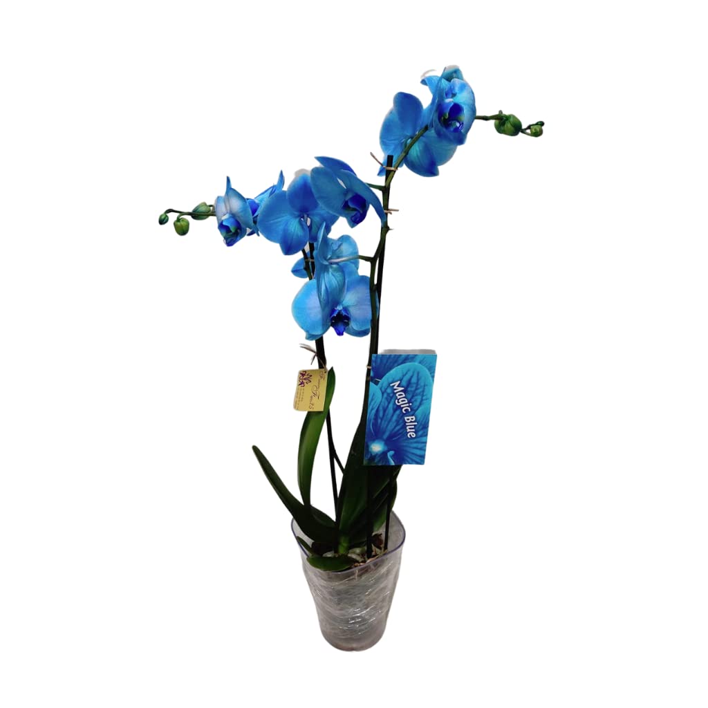 Orquídea Alevilla con Flor Azul Orquídea Planta Interior