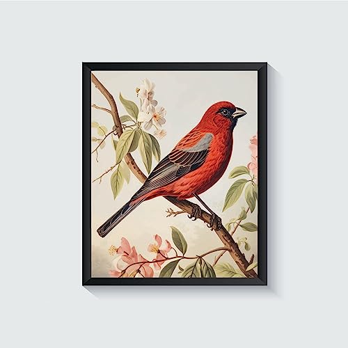Oeuvre d'art pour chambre style ancien | Poster vintage Finch Bird retro 41 cm
