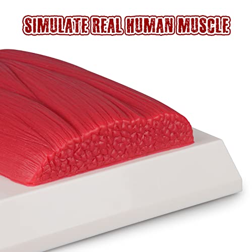 Simcoach Human Body Fat & Muscle Replica 1 Lb, Keep Fit &Fitness Motivation & Reminder, Silicone Human Muscle Fat Model For Nutritionist, Athlete #TOP1