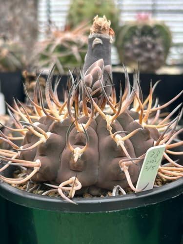 oXsi 3B×5 q30 MmJLE Gymnocalycium ochoterenae(M) ̕ώ(v. varispinum T{e