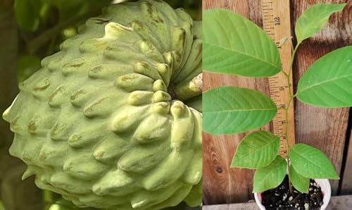 Sell! 1 Rare Seedling El Bumpo Cherimoya Tree App 20'