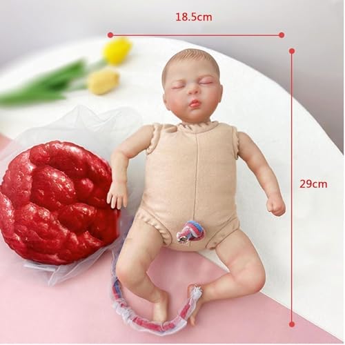 Ginecologia, modello di cura del neonato con bambola, cordone ombelicale, amnione e placenta per l'addestramento e l'insegnamento dell'ostetrica