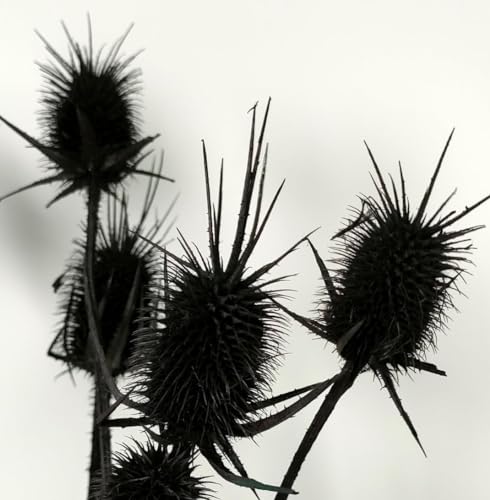 Flores Secas Echinops Dried 13-15 Bolas Decorativas miniatura 3