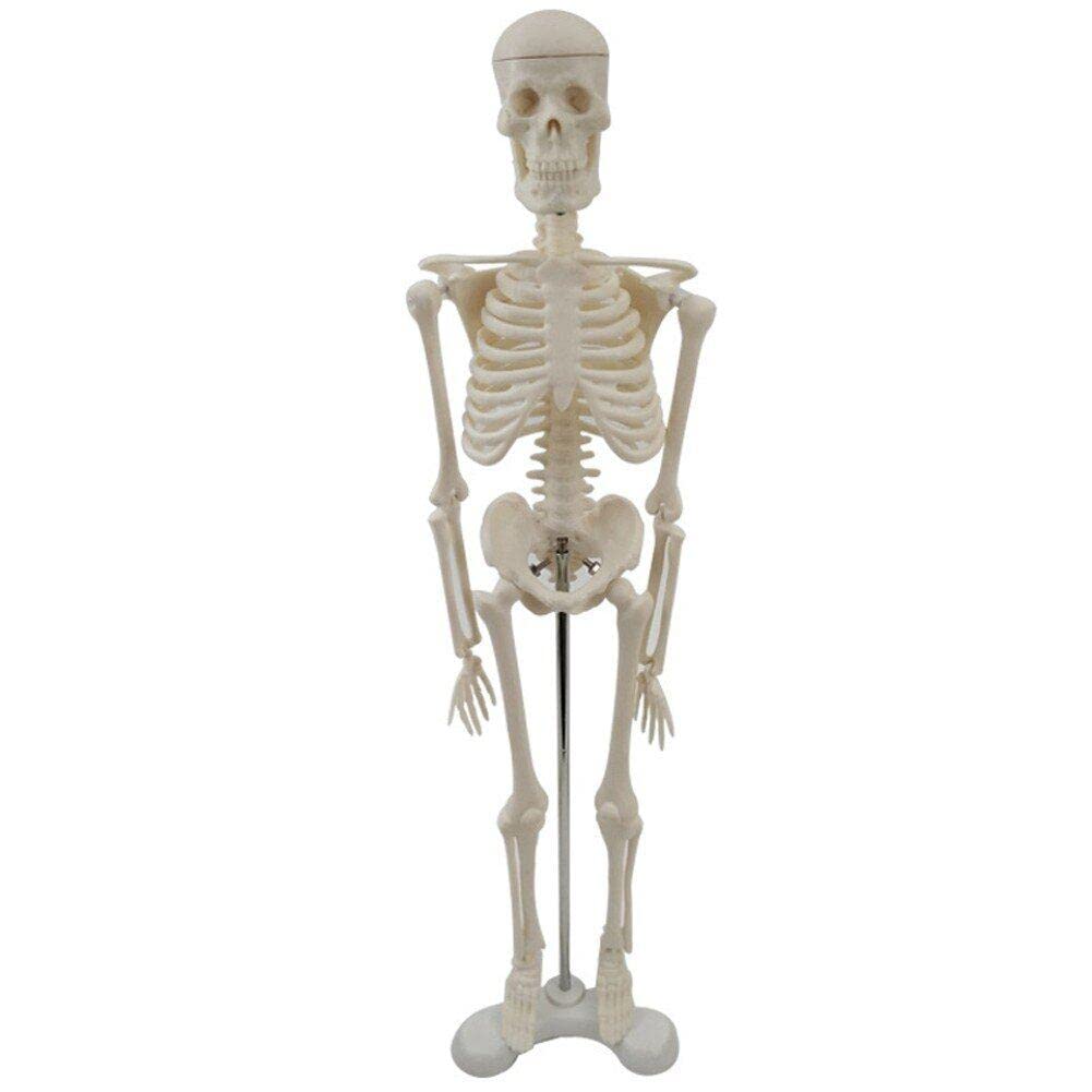 Squelette humain actif pour décoration d'Halloween et ambiance
