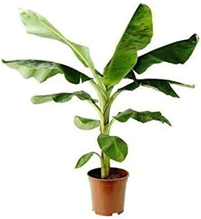 Generic Live Banana/Kela Fruit Big Healthy Plant with Pot = Fruit Plant