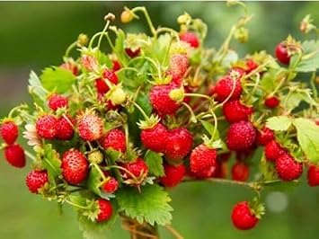 Wild Strawberry - Baron Solemacher - 70 Seeds - Fragaria Vesca Easy for Grow Garden