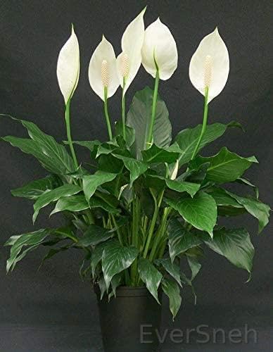 EverSneh Live Peace Lily Or Spathiphyllum White Color Indoor Plant Air Purifier Oxygen Supplier Plant (B0B9XPDFCR) Amazon Price History, Amazon Price Tracker