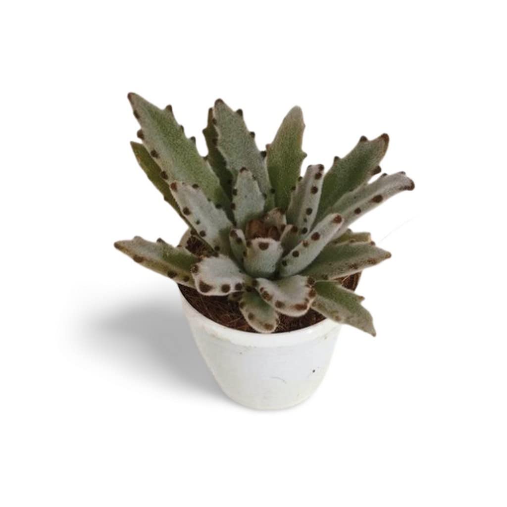 OhhSome Small Plants For Office Desk Kalanchoe Tomentosa Gray (Panda Plant, Pussy Ears), 7Cm Pot Easy Care (Exotic Live Healthy Plant)