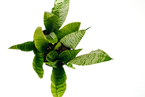 1 Gal. Sansevieria Plant In Grower Pot (Snake Plant) #TOP2