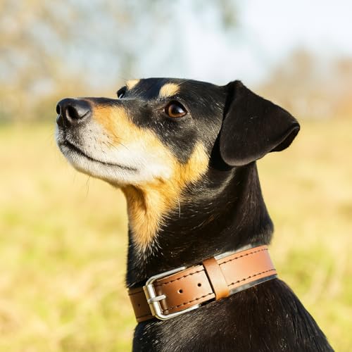 hecho. Handgefertigtes Hundehalsband | 46-52 cm (L) | für große Hunde wie Golden Retriever, Labrador