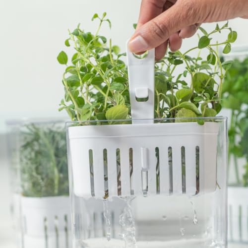 OU ORGANIZADOR DE TEMPEROS CLEAR FRESH 1,5L