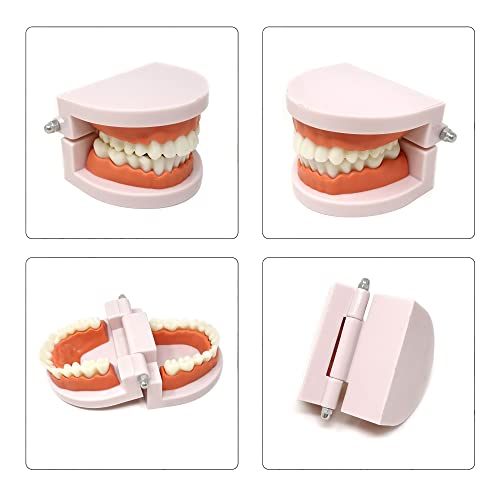 Image of Honbay 1PCS Plastic Standard Teeth Model Adult Mouth Dental Demonstration Model with Toothbrush for Teaching Supplies and Clean Display