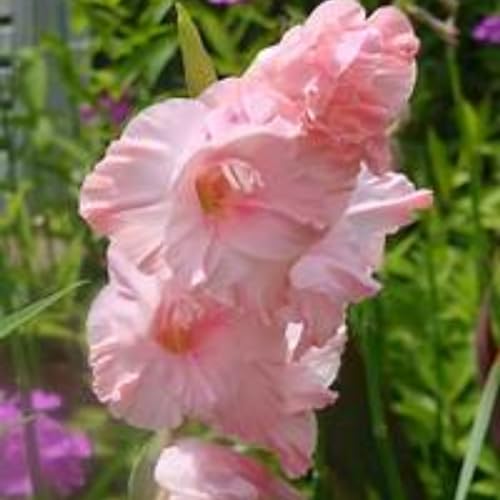Gladioli bulbi,piante erbacee perenni,bulbi di fiori colorati,Resistenti,Pianta di gladiolo,Giardino del gladiolo in vaso,gladioli fiori,bulbi di gladioli(non artificiali)-5bulbi-M