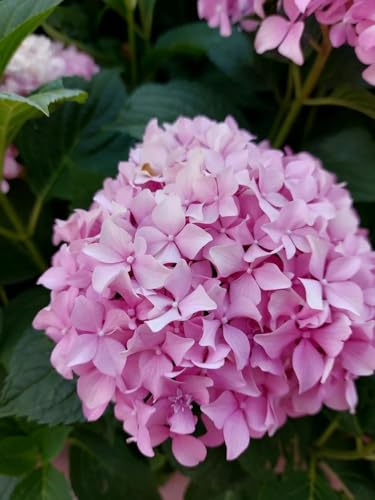 Image of Pink Hydrangea Live Flower Plant with Pot | Decorative Outdoor Flowering Shrub for Home Garden, Balcony & Terrace Gardening