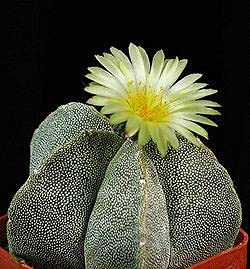 Kajitsu Astrophytum myriostigma Mix Cactus seeds pack of 20 seeds (B09C8ZZ9LX) Amazon Price History, Amazon Price Tracker