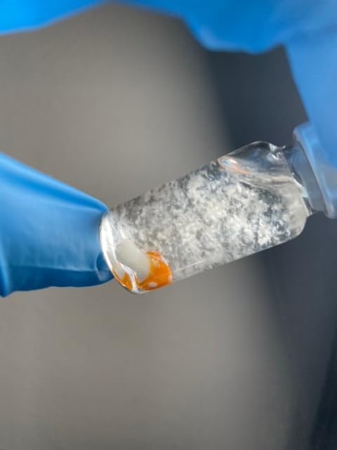 Miniatura 6 de Cordyceps micelio de hongos - (Cordyceps militaris) (0.3 fl oz de vidrio frasco de cultivo líquido)