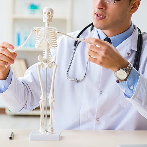 Aliwovo Skeleton Model Anatomy Mini Human Anatomical Skeleton Medical Education Study 17.7"Model With Colorful Manual And Exquisite Packaging #TOP6