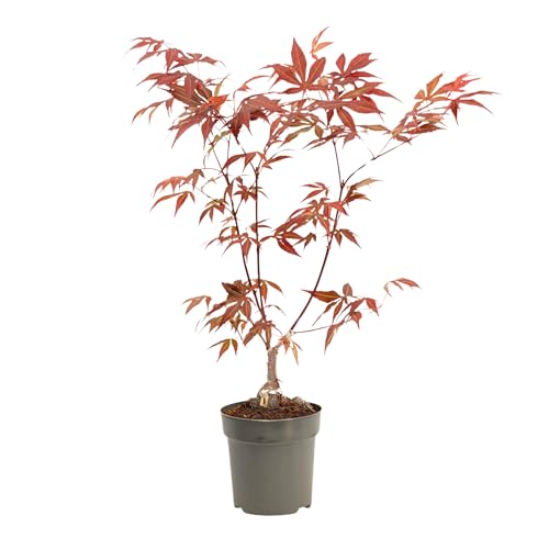 Plant in a Box - Érable du Japon - Acer palmatum 'Atropurpureum' - Hauteur 25-40cm - Pot 10,5cm - Plante d’extérieur - Rouge