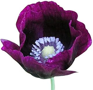 3000 Seeds of Lauren’s Grape Somniferum Poppy Seeds