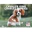 Cavalier King Charles Spaniel Puppy