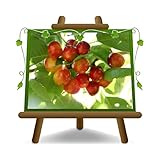 🛡️ Protezione Monitorare per monilia e mosca della ciliegia. Trattamenti preventivi in primavera.