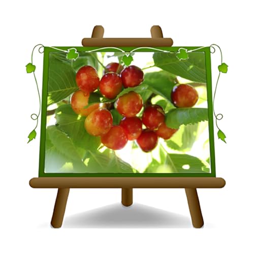 EURO PLANTS VIVAI Ciliegio Dolce Imperiale di Caserta - Pianta da Frutto Antico su Vaso ø 26 cm- Altezza 180~200 cm - Età 4 Anni