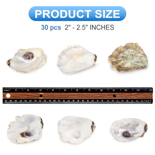 QEQEKAKA 30PCS Oyster Shells 2"-2.5" Small Flat Oyster Shells for Crafts, for Home Vase Filler, Xmas Ornaments, DIY Arts and Crafts Sea Shells