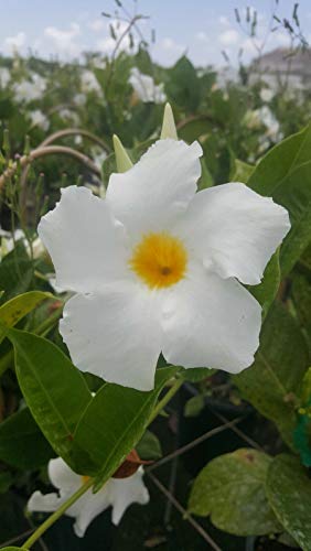 Germinazione dei Semi: Mandevilla ~ Dipladenia White Vine Diretta delle Piante 1 Piedi di Altezza o più