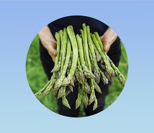 25 Graines asperge verte mary washington - asparagus mary washington-