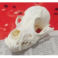 Amazon.co.jp: 動物標本 本物の動物の頭蓋骨標本 剥製洗浄済み頭蓋骨