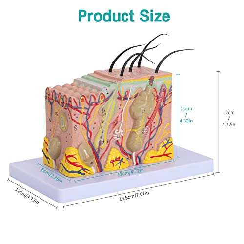 Image of Skin Anatomical Model - Skin Layers Anatomy Model 35X Enlarged Anatomical Skin Model for Science Study or Patient Education