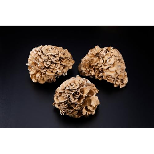 [定期便][定期便]雪国まいたけ 極 1株×3回[1株約900g 3か月に1回発送/全3回]これが雪国史上、最高傑作 長期熟成と大株仕立てが生み出す圧倒的なシャキシャキ感と旨味 雪国まいたけ 産地直送