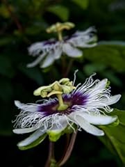 Seedeo Maracuja Passionsfrucht...