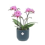 kentis - orchidea phalaenopsis boquetto fucsia rara - piante da interno vere fiorite purifica aria appartamento - vaso Ø 12 cm