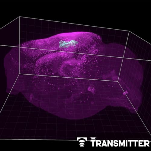 Astrocyte networks span large swaths of brain Podcast Por capa