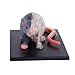 Imagen de Modelo Anatómico 4D Anatomía De La Rata En Blanco Y Negro Modelo De Órgano Óseo Visceral Enseñanza De Medicina Veterinaria Equipo Ensamblado Extraíble 32 Piezas