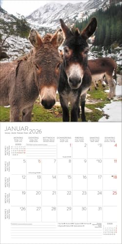 Esel 2026: Broschürenkalender mit Ferienterminen und Bildern von süßen Eseln. 30 x 30 cm