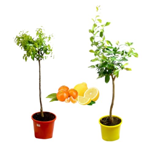 Verdecora Pack Limonero y Mandarino | Plantas naturales de exterior | Árboles frutales en maceta de 5L | Para plantar en huerto o jardín