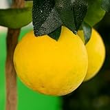 Planta Pomelo Blanco/Amarillo en Fitocella - Edad 2/3 Años (Foto Real)